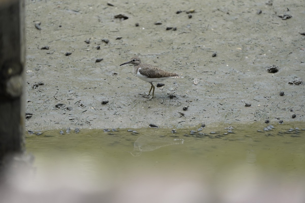 pisík obecný - ML641109884