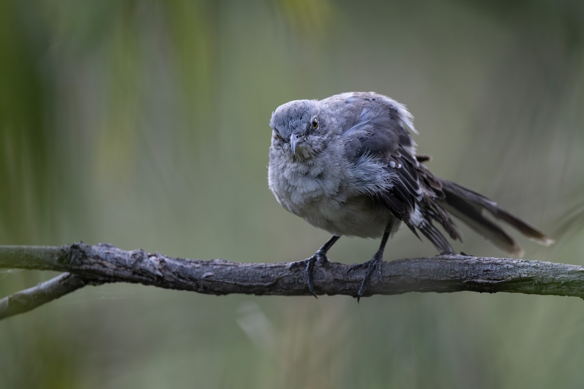 Northern Mockingbird - ML641109886