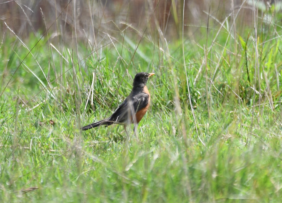 Zozo papargorria - ML641109887