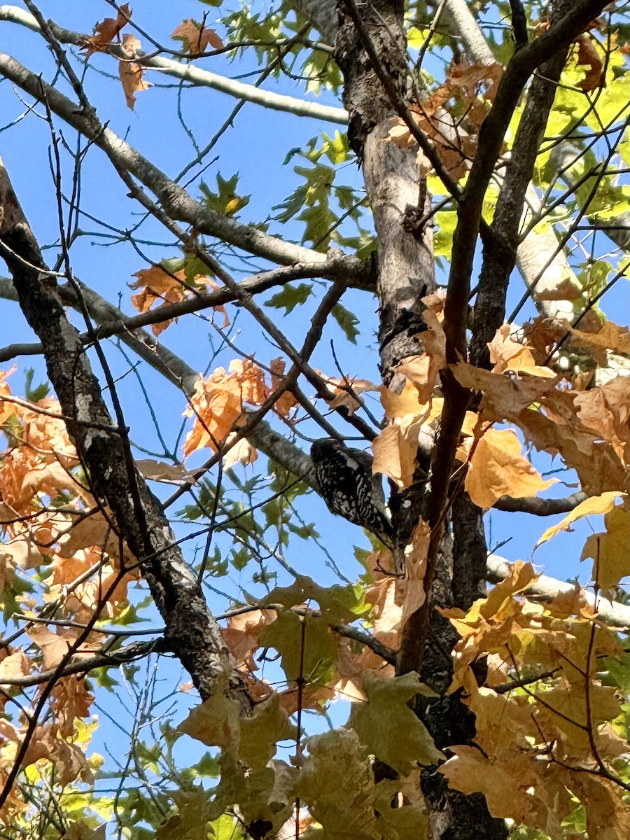 Yellow-bellied Sapsucker - ML641109894