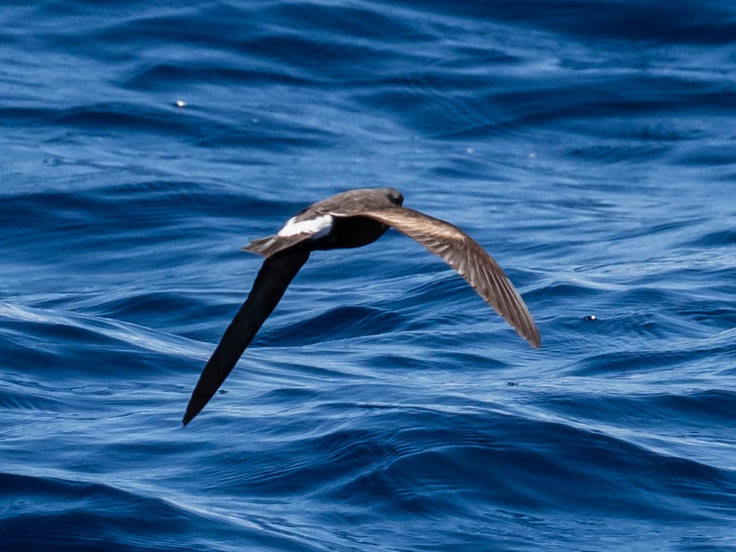 Band-rumped Storm-Petrel - ML641109896