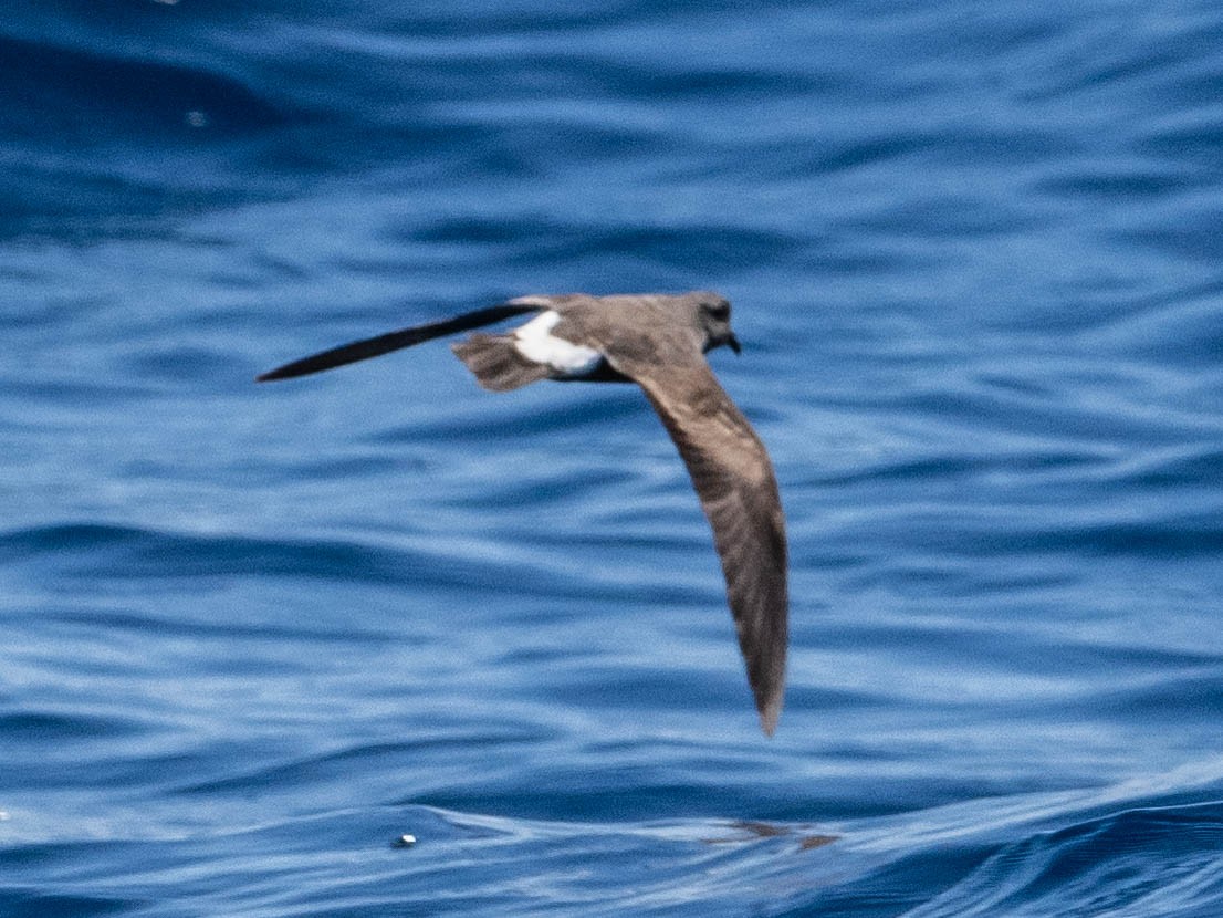 Band-rumped Storm-Petrel - ML641109897