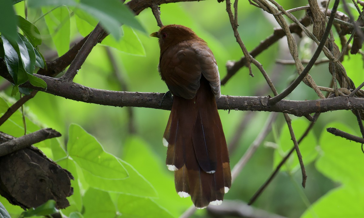 Little Cuckoo - ML641109934