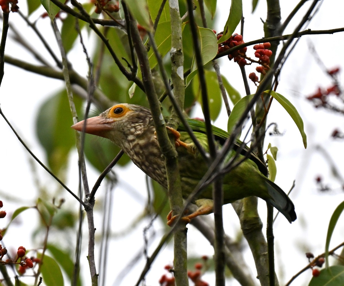 Lineated Barbet - ML641109957