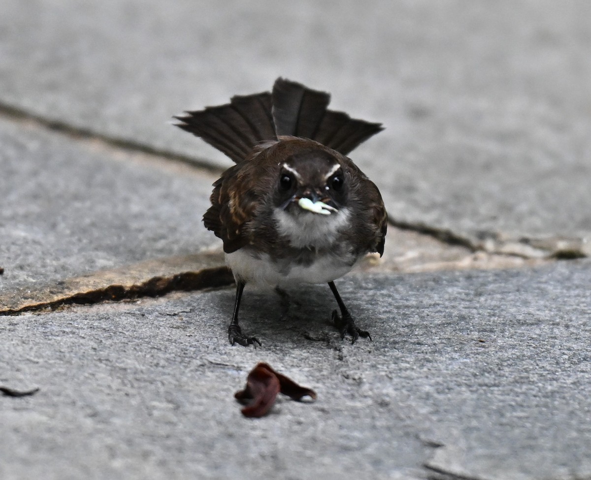 Malaysian Pied-Fantail - ML641109961