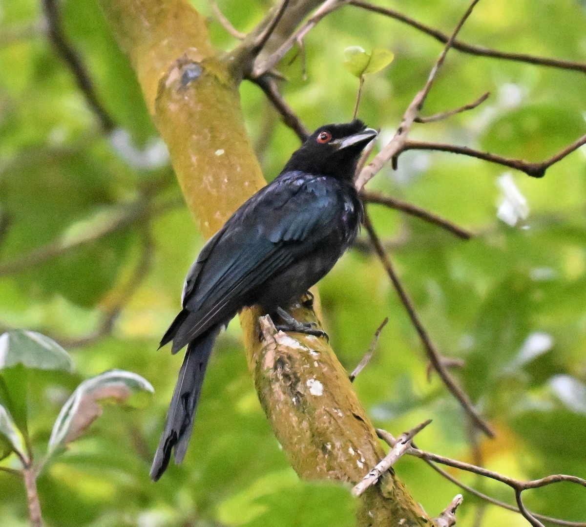 Greater Racket-tailed Drongo - ML641109963