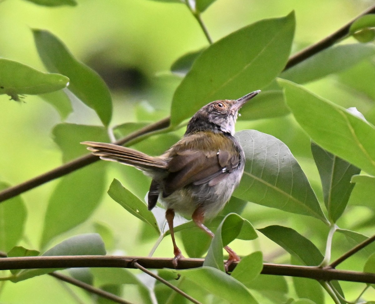 Common Tailorbird - ML641109968