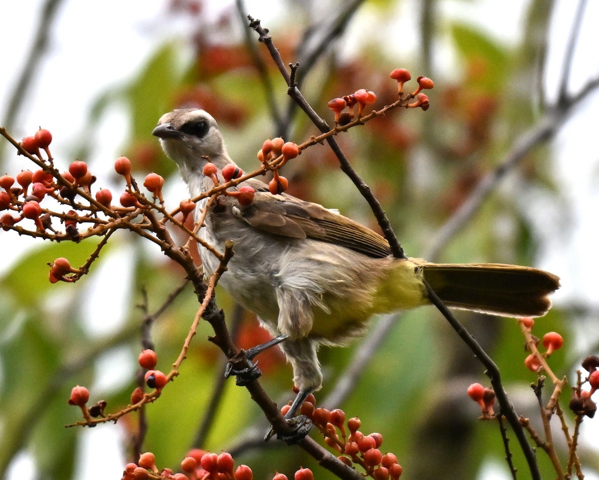 Yellow-vented Bulbul - ML641109992