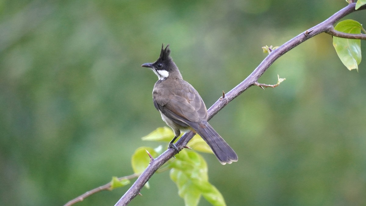 Red-whiskered Bulbul - ML641110015