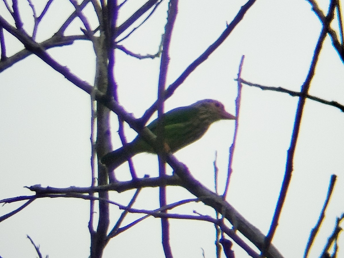 Lineated Barbet - ML641110037