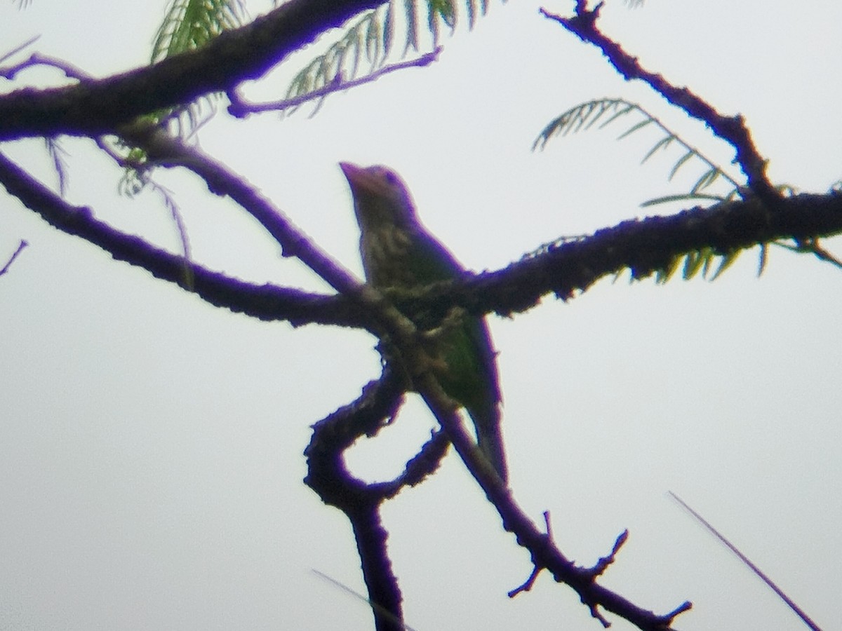 Lineated Barbet - ML641110038