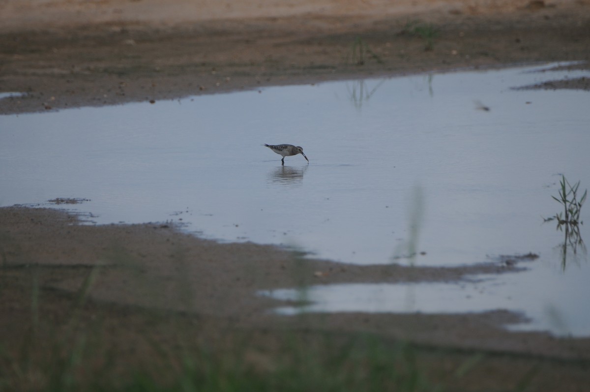 Baird's Sandpiper - ML641110039