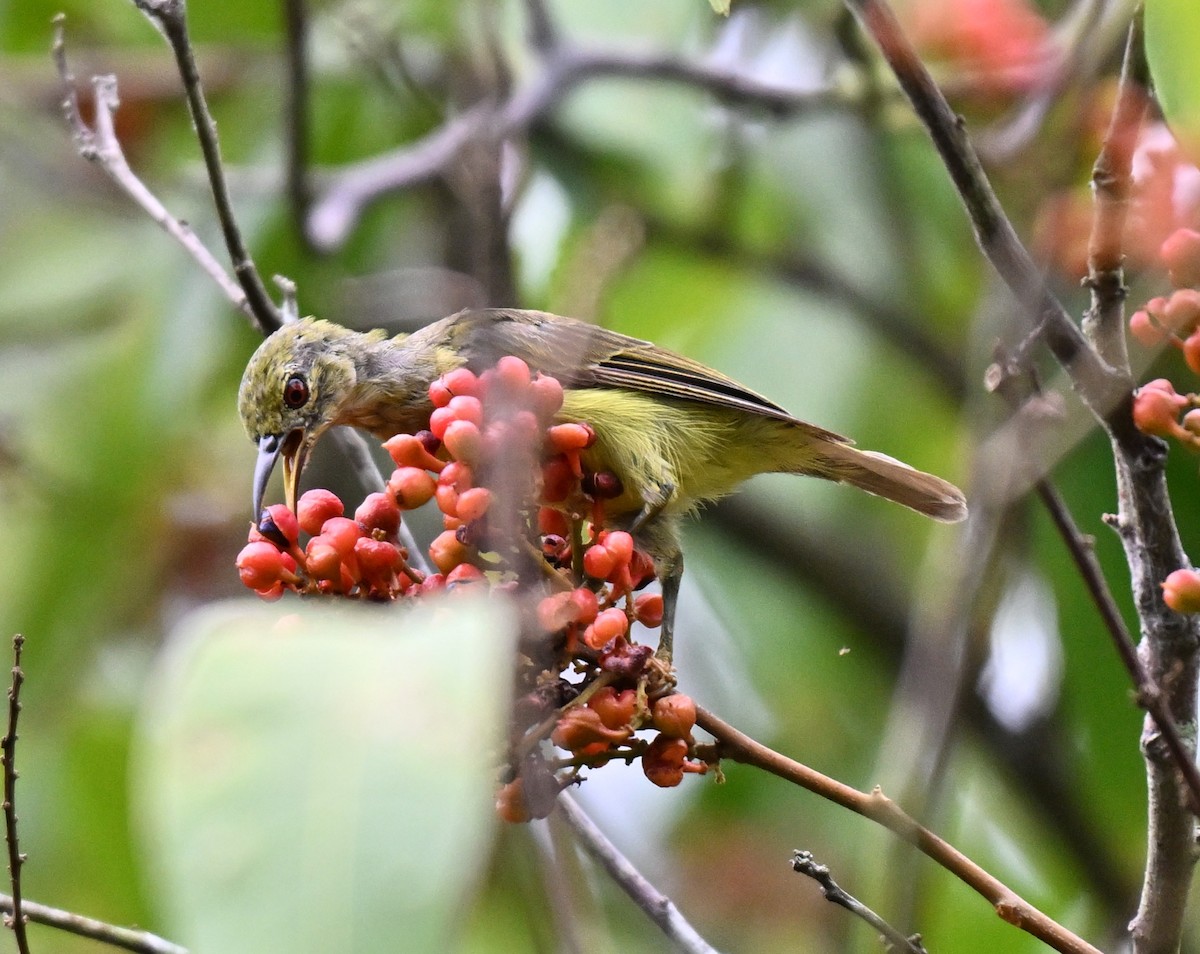 Brown-throated Sunbird - ML641110047