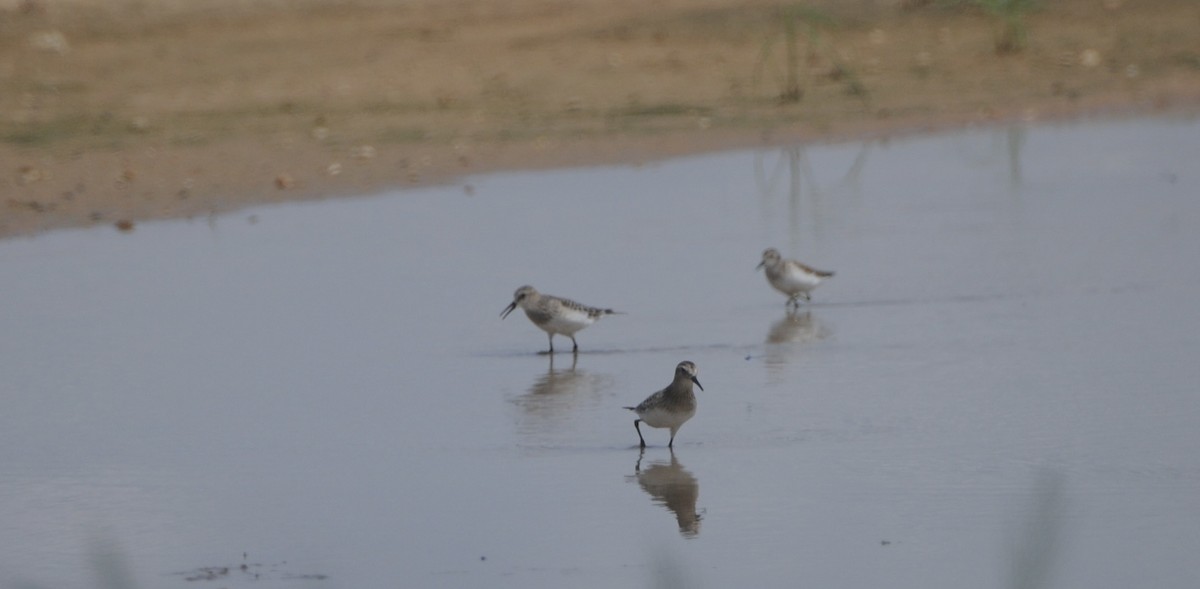 Baird's Sandpiper - ML641110054