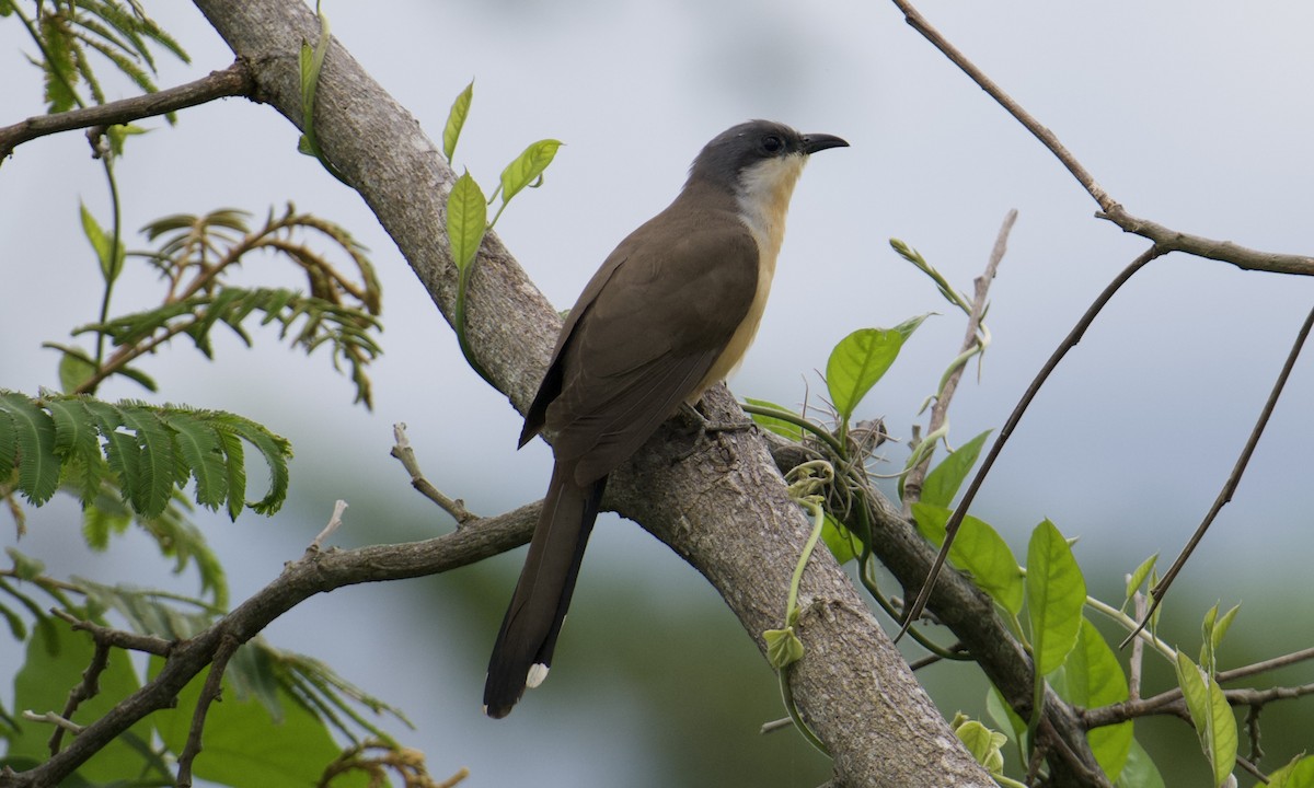 Dark-billed Cuckoo - ML641110055