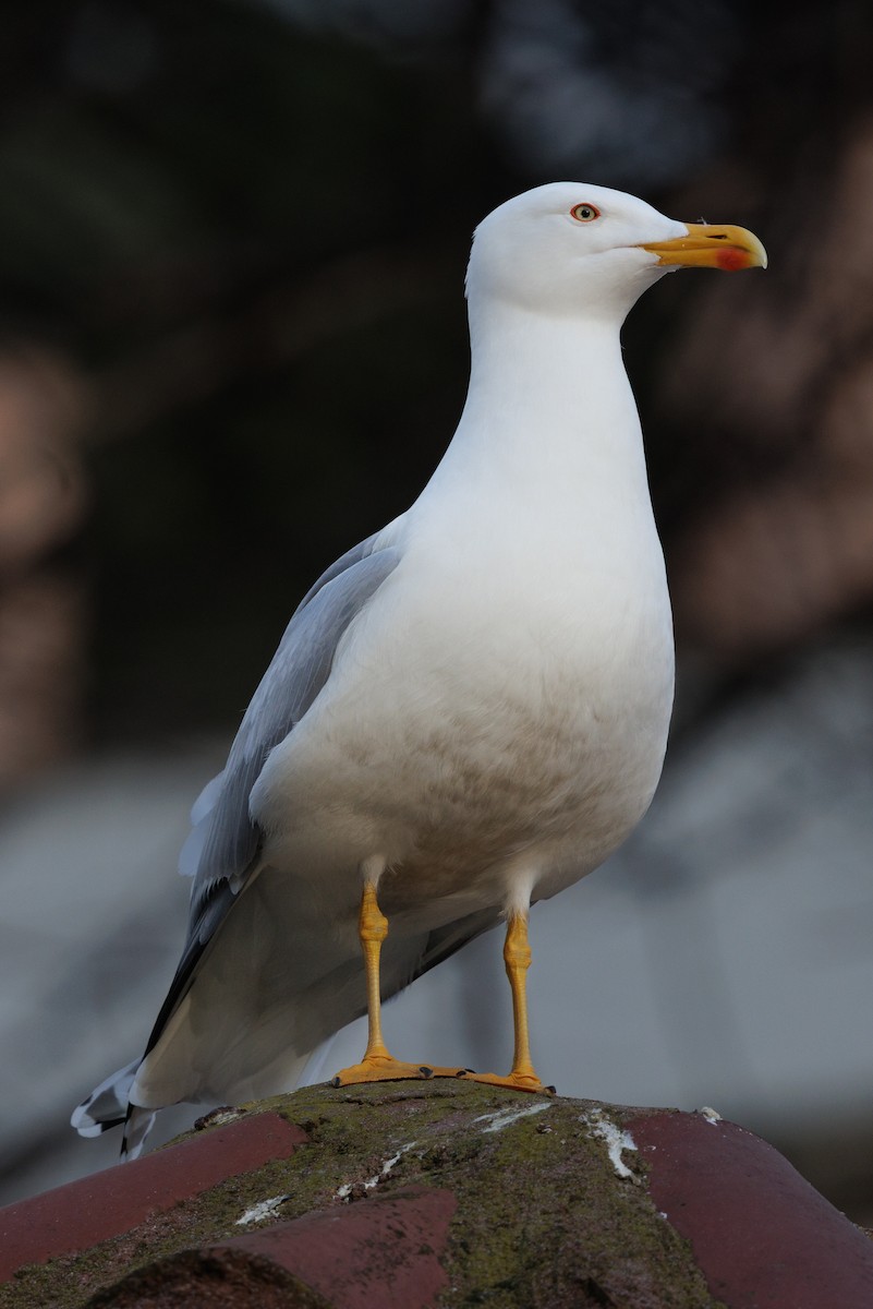 Yellow-legged Gull - ML641110062