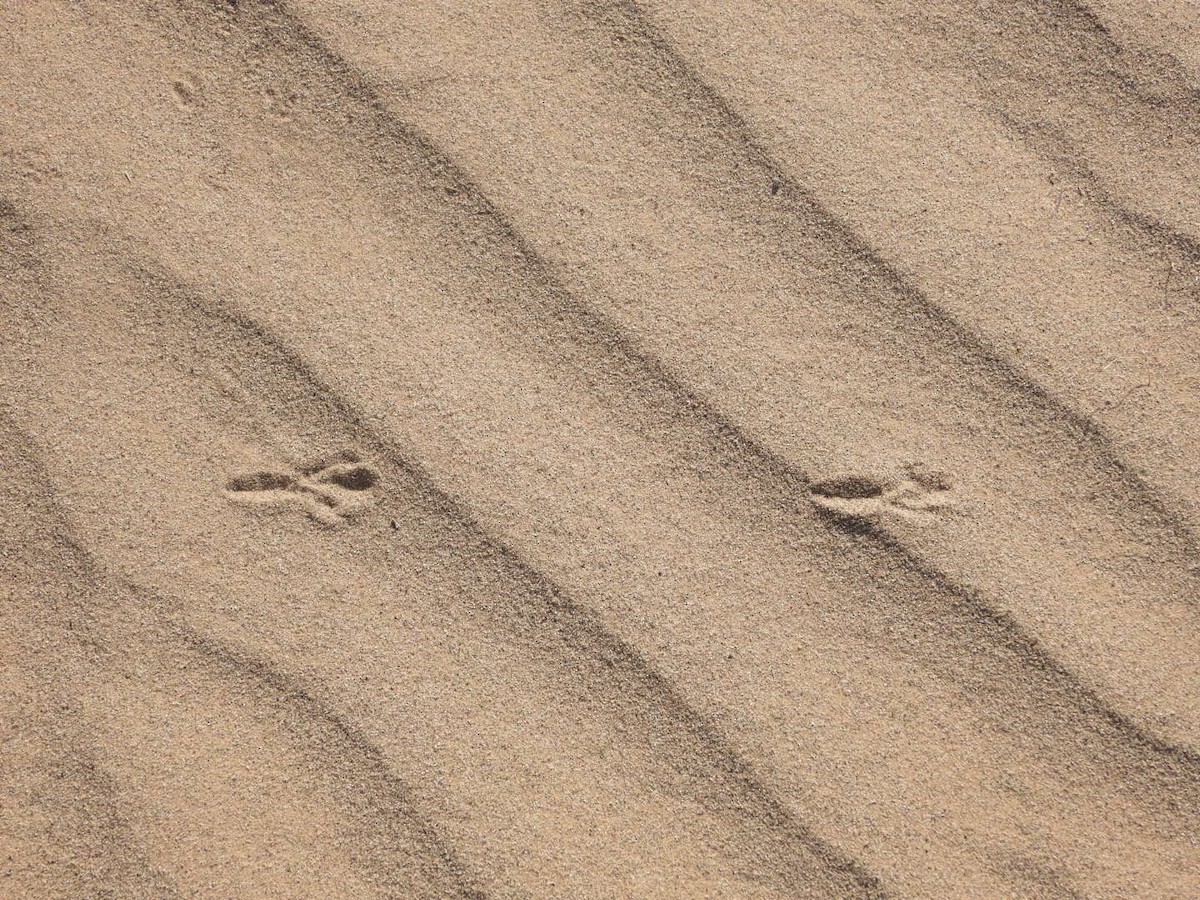Iranian Ground-Jay - ML641110067