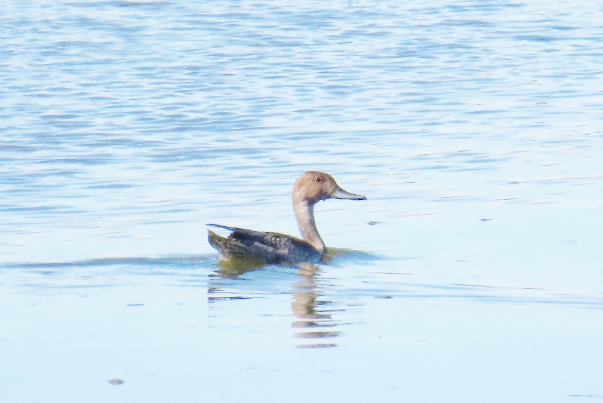 Northern Pintail - ML641110071