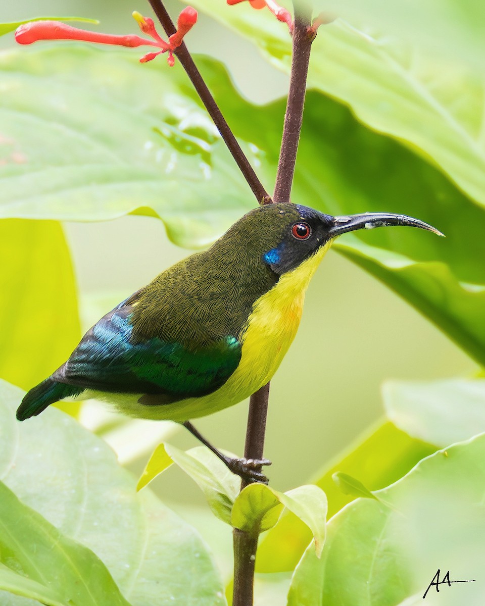 Metallic-winged Sunbird - ML641110072