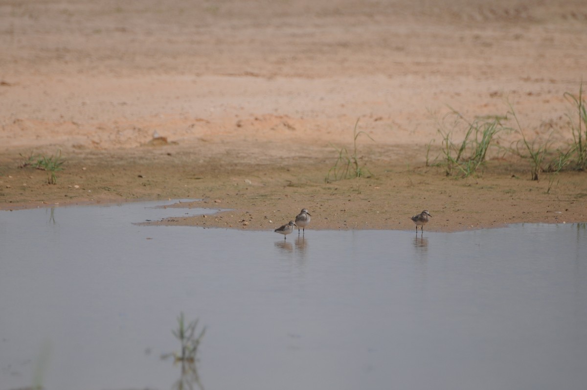 Least Sandpiper - ML641110077