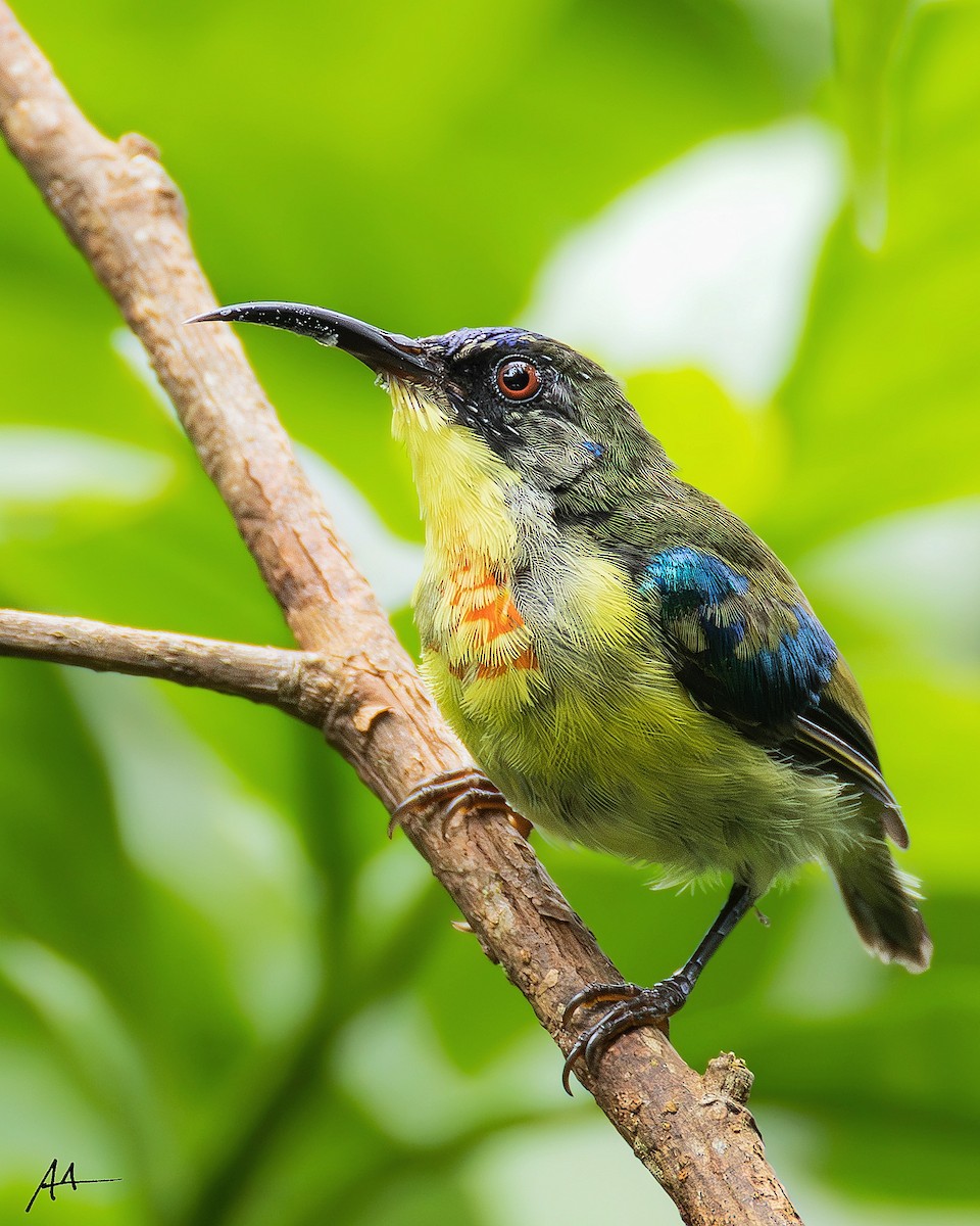 Metallic-winged Sunbird - ML641110082