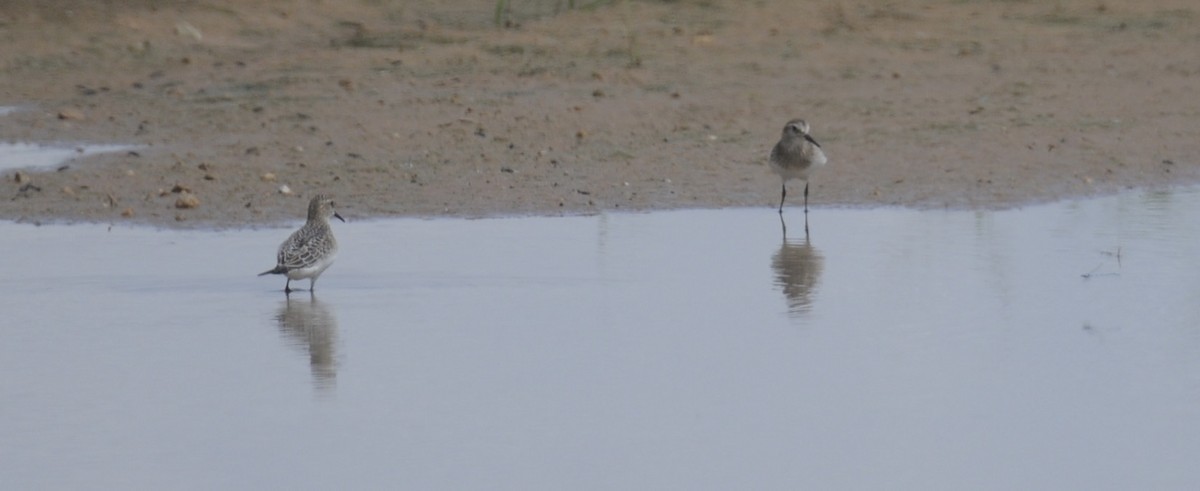 Baird's Sandpiper - ML641110088