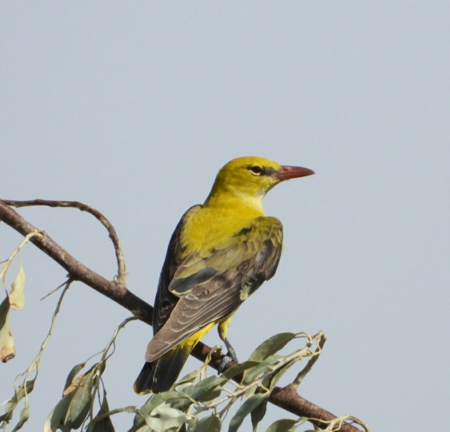 Eurasian Golden Oriole - ML641110092