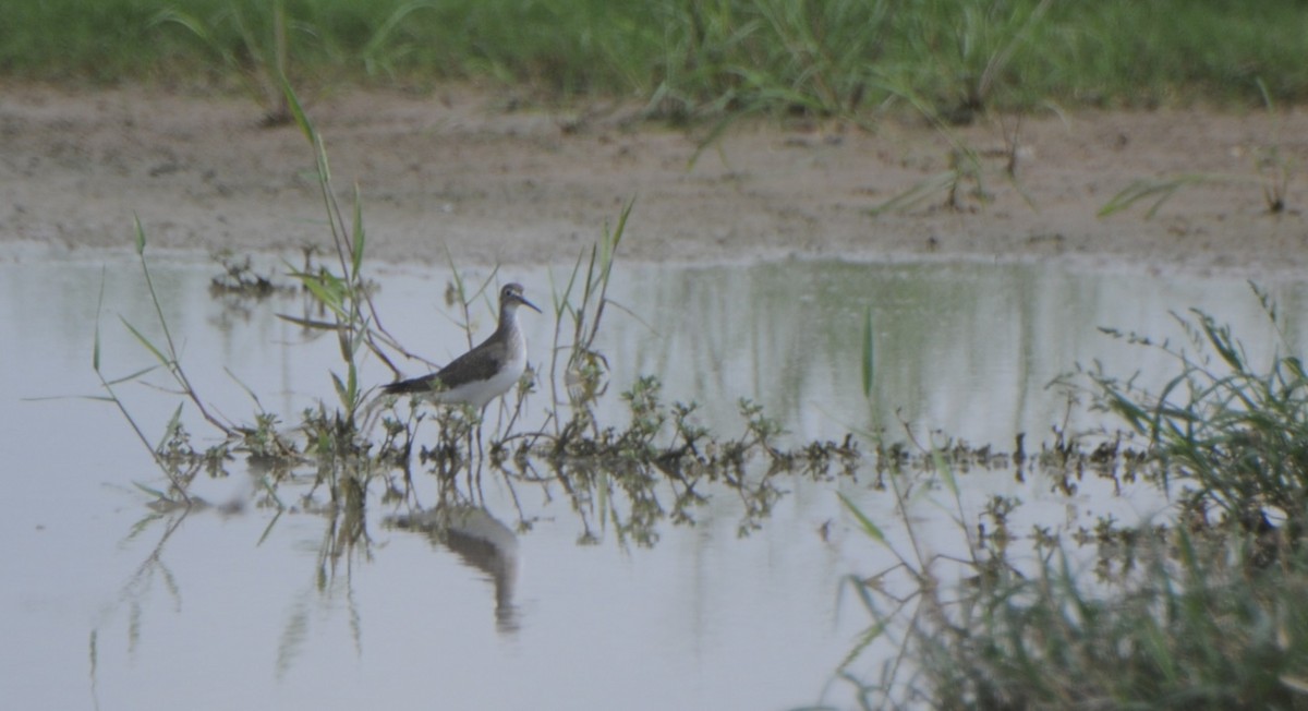 Solitary Sandpiper - ML641110113