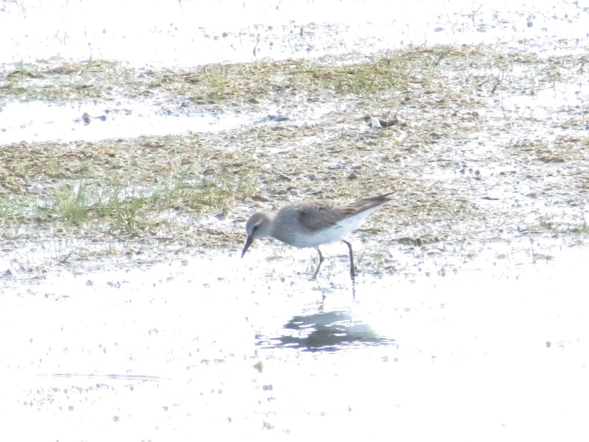 White-rumped Sandpiper - ML641110143