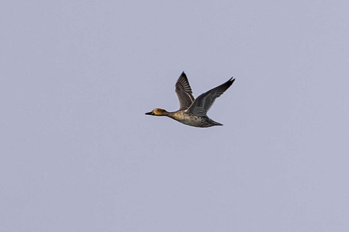 Northern Pintail - ML641110160
