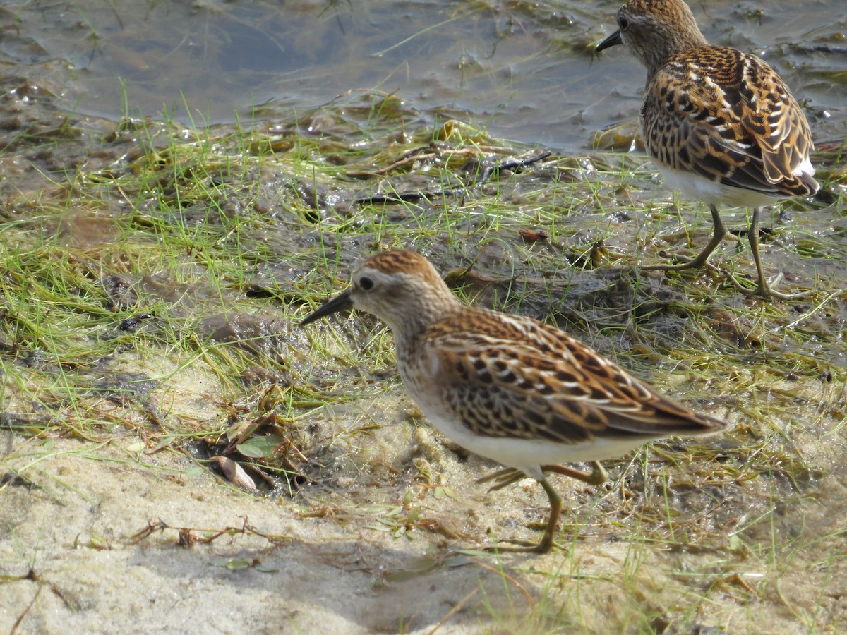 Least Sandpiper - ML641110161