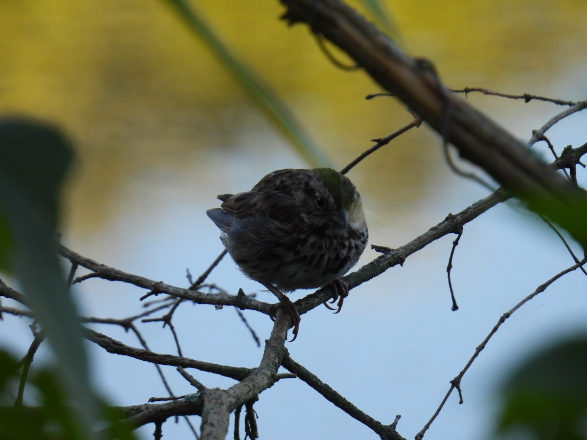Song Sparrow - ML641110163