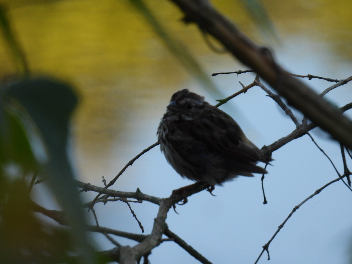 Song Sparrow - ML641110164