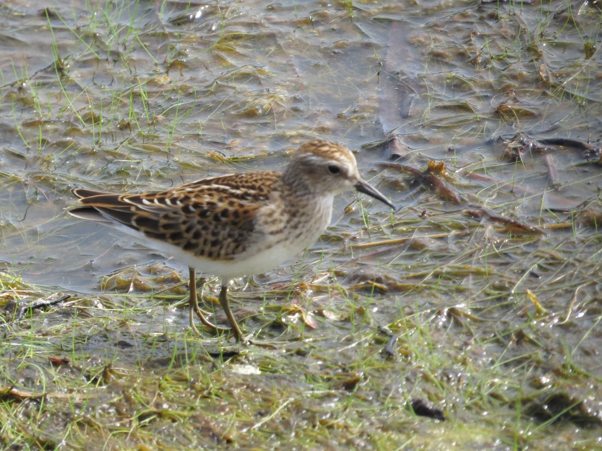 Least Sandpiper - ML641110165
