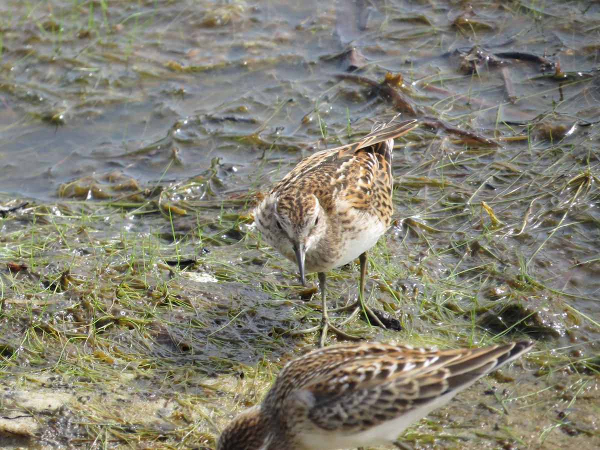 Least Sandpiper - ML641110166