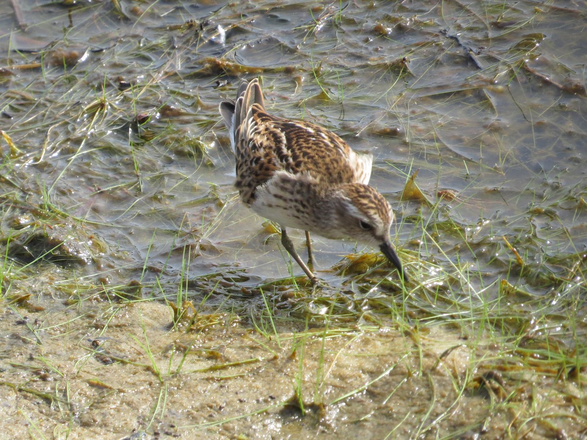 Least Sandpiper - ML641110167