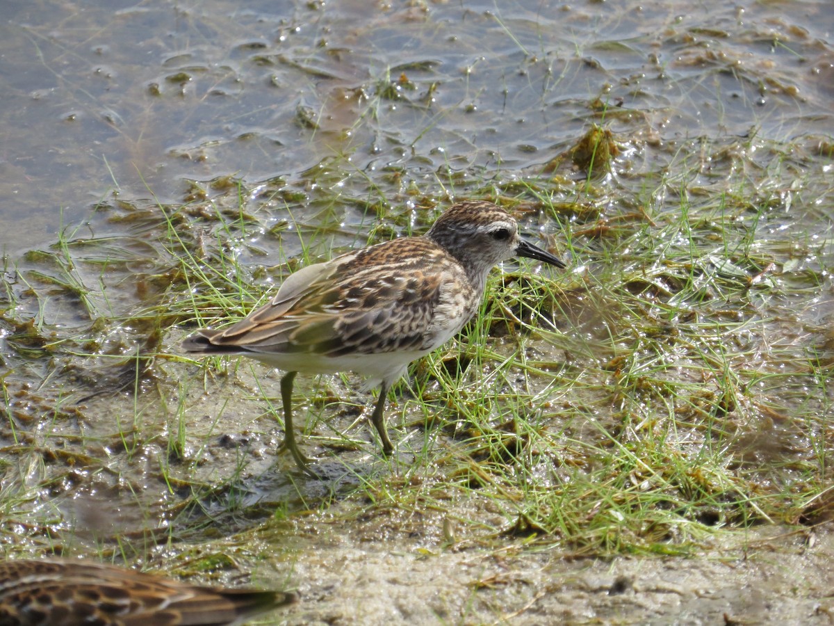 Least Sandpiper - ML641110168