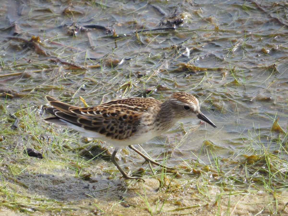 Least Sandpiper - ML641110169