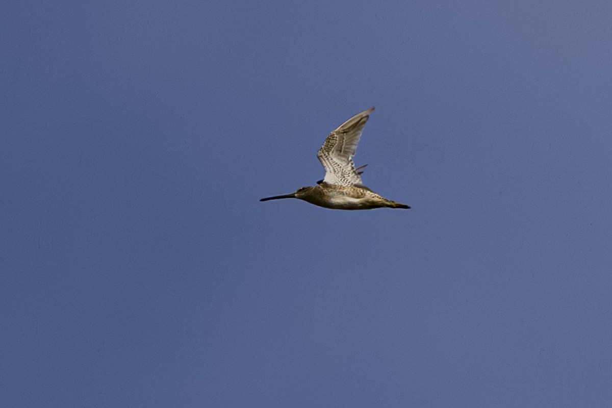 Long-billed Dowitcher - ML641110170