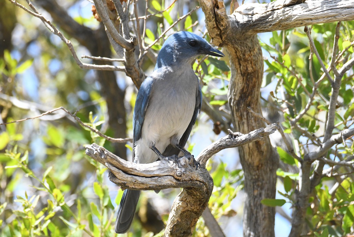 Mexican Jay - ML641110172