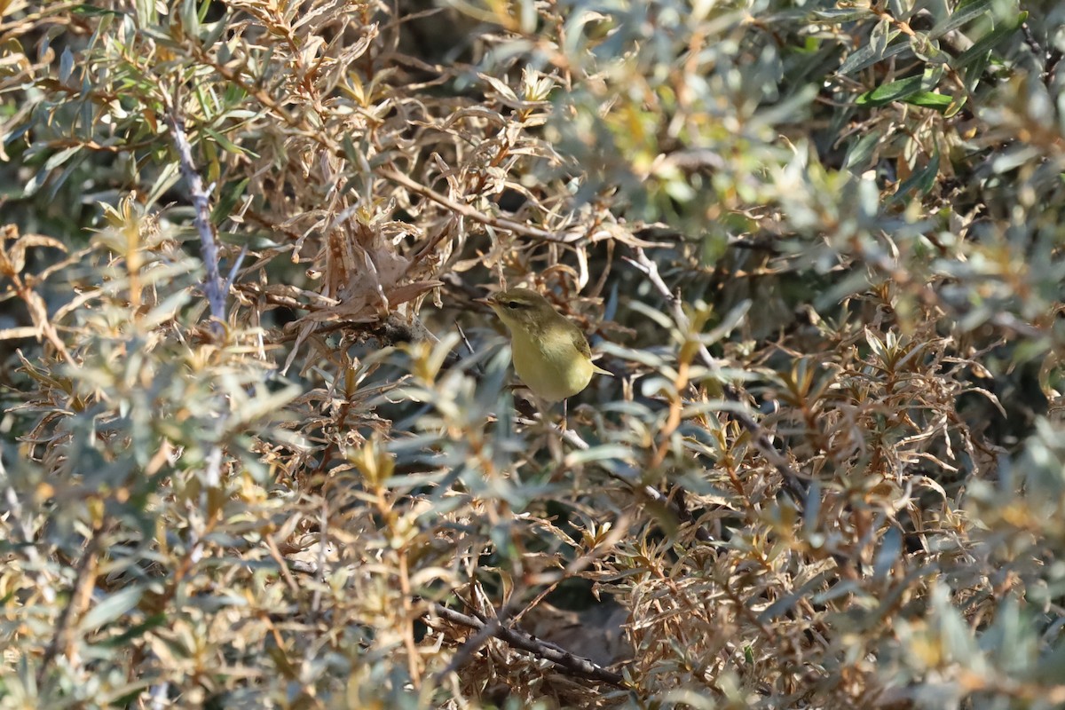 Willow Warbler - ML641110175