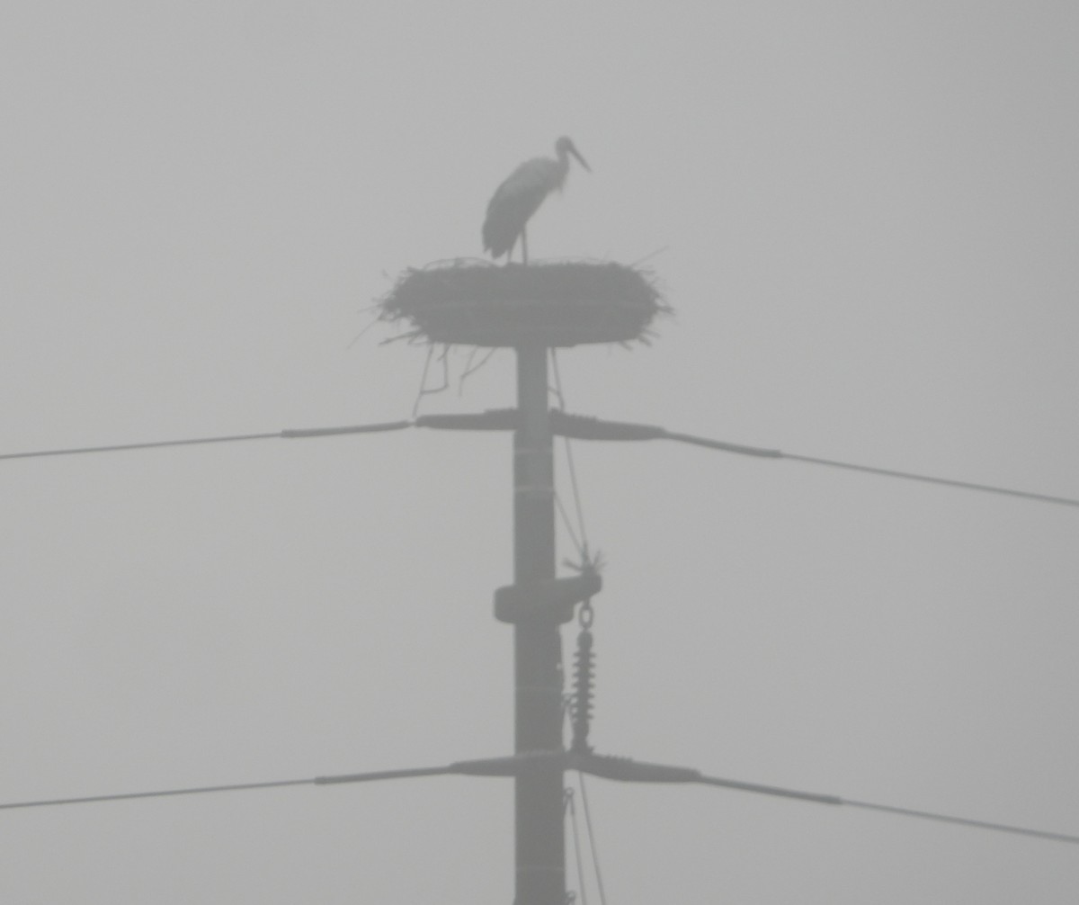 White Stork - ML641110176
