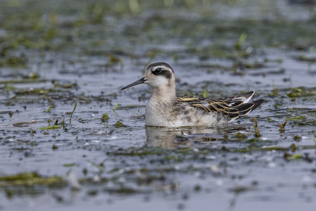 Red-necked Phalarope - ML641110177