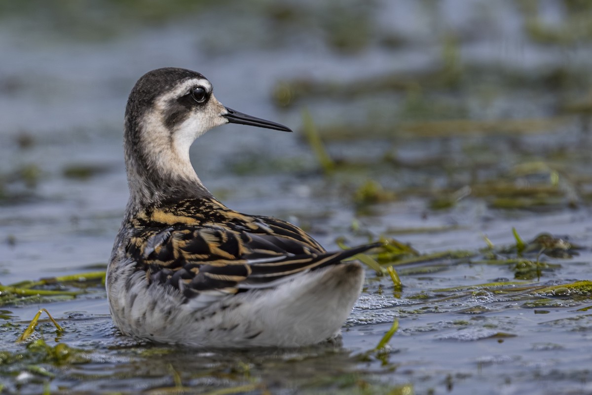 Red-necked Phalarope - ML641110178