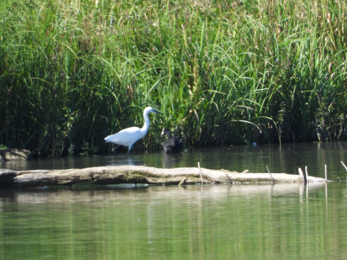 Little Egret - ML641110181