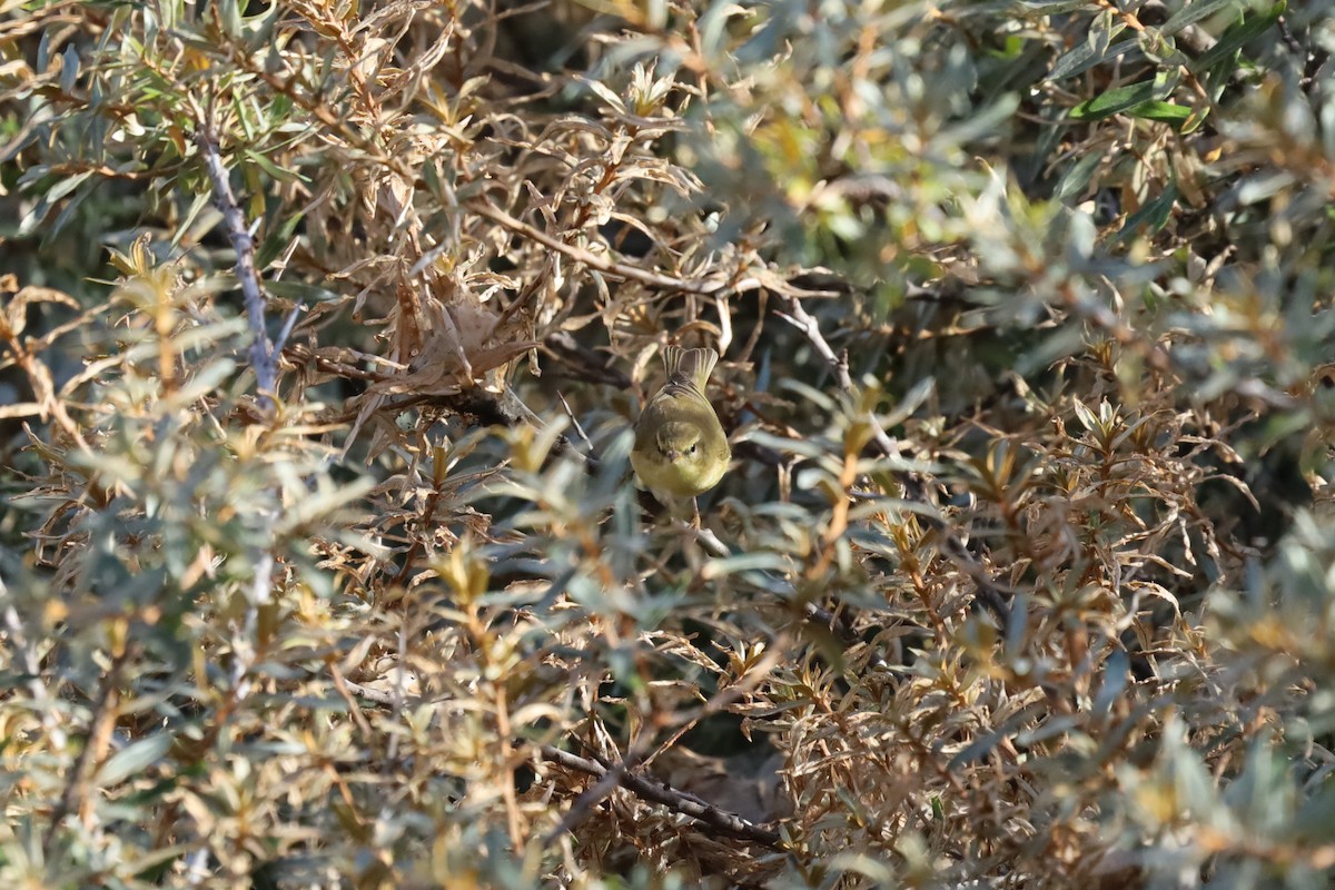 Willow Warbler - ML641110183