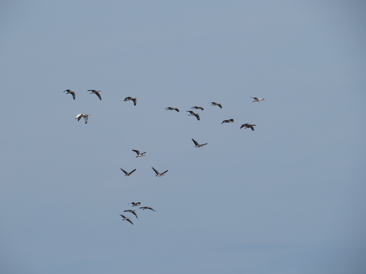 White Ibis - ML641110186