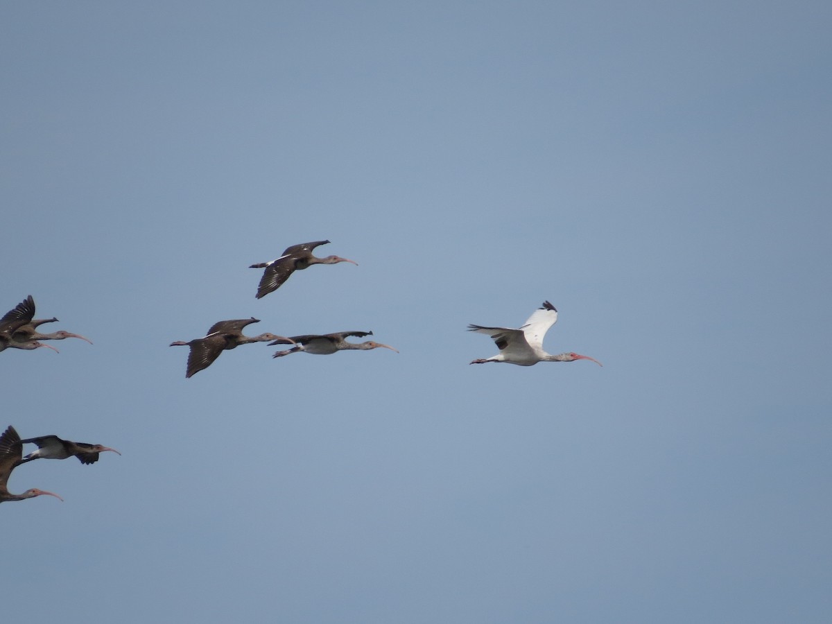 White Ibis - ML641110187