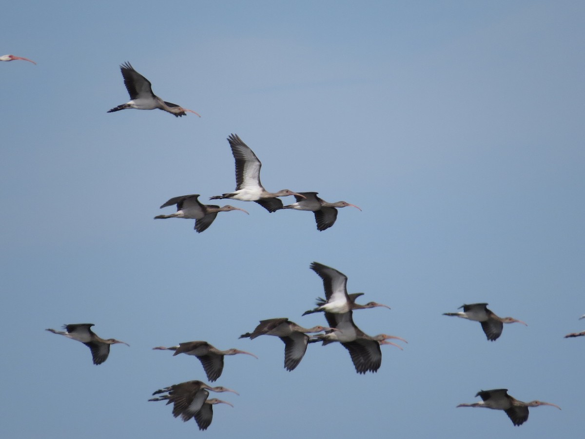 White Ibis - ML641110188