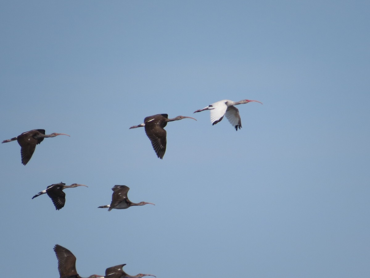 White Ibis - ML641110189